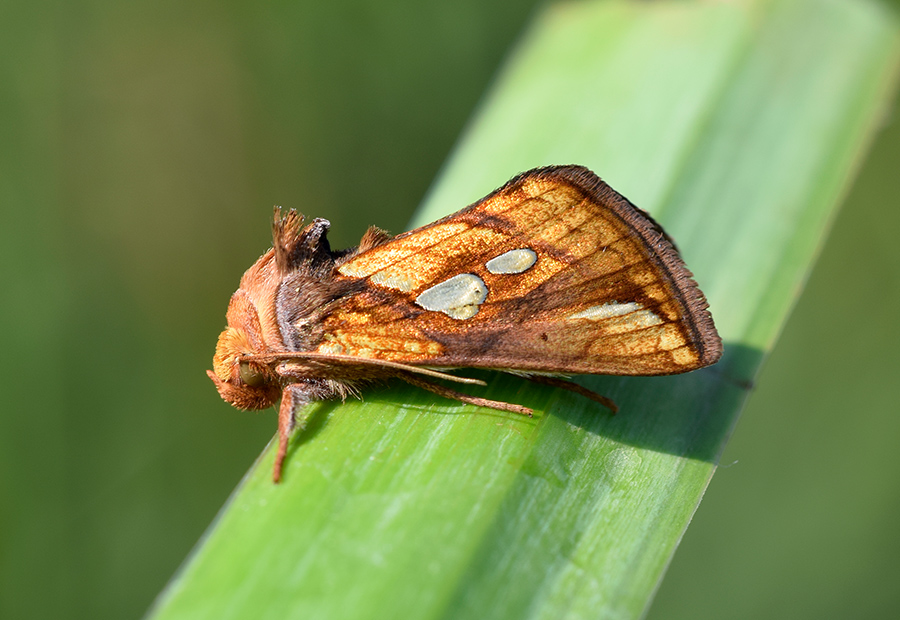 Larva, bozzolo, pupa e adulto di Plusia festucae - Noctuidae